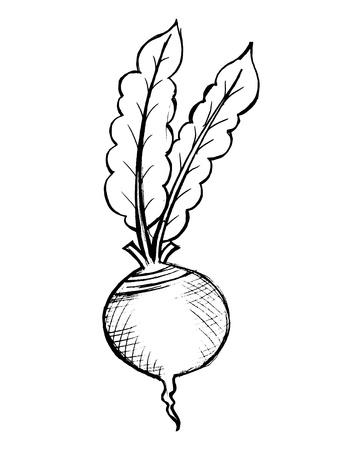 hand drawn illustration of a red beet on whiteのイラスト素材