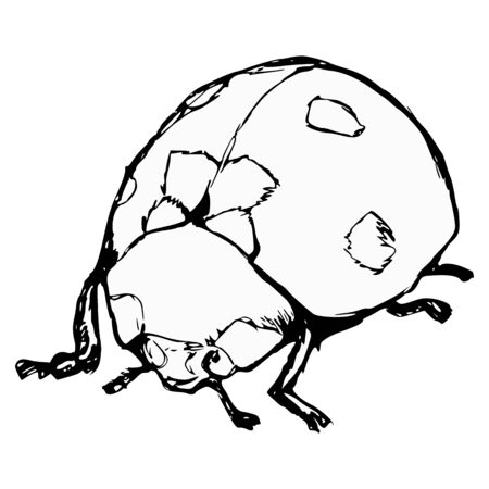 hand drawn, cartoon, sketch illustration of ladybirdのイラスト素材
