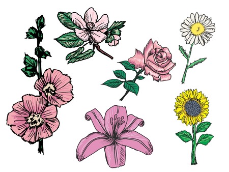 set of sketch, doodle illustrations of flowersのイラスト素材