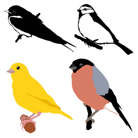 set of vector illustrations of birdsのイラスト素材