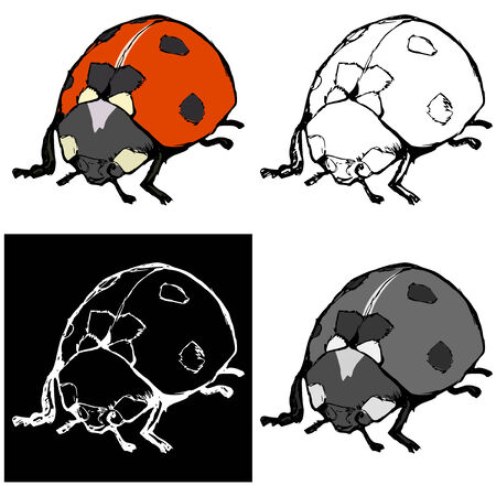 Editable vector illustrations in variations. Ladybirdのイラスト素材