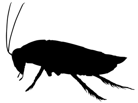 black silhouette of cockroach