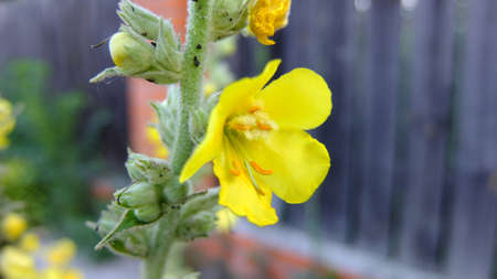 macro image of yellow flower