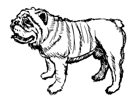 hand drawn, sketch illustration of english bulldogのイラスト素材