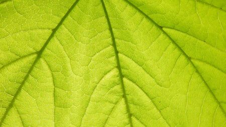 macro view of spring leaf