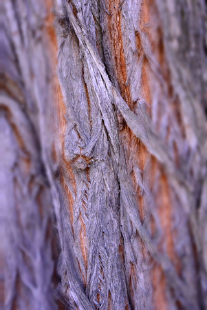 texture of bark