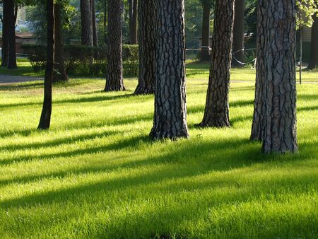 park at city, pines, lawn and sunshineの写真素材