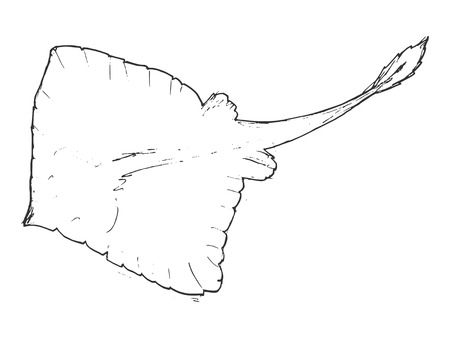 マンタの写真素材 イラスト素材 ストックフォトのamanaimages Plus