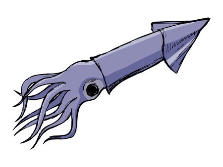 squid, illustration of wildlife, zoo, wildlife, animal of seaのイラスト素材