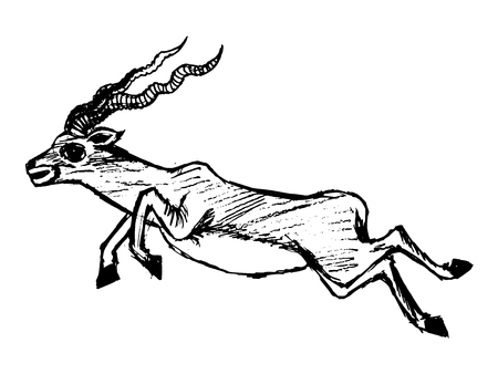 sketch illustration of jumping antelopeのイラスト素材