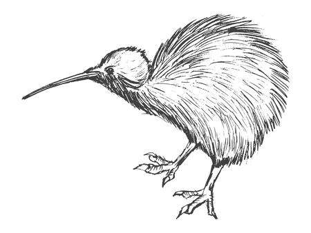 Hand drawn illustration of kiwi birdのイラスト素材