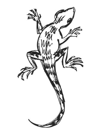 Vector, hand drawn, sketch illustration of ordinary lizard. Motives of reptiles, wildlife, nature, animalsのイラスト素材