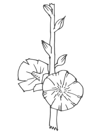 Vector, hand drawn, sketch illustration of mallow. Motives of nature, seasonal, summertime, flowersのイラスト素材