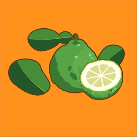 Bergamot on a yellow background.のイラスト素材