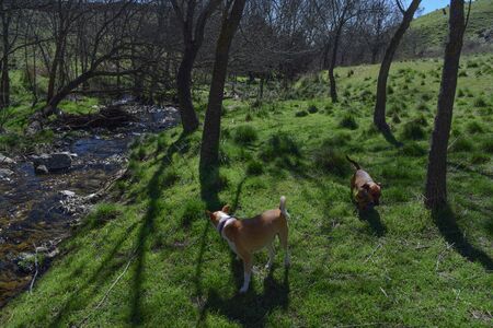 Two dogs in the forest with a river