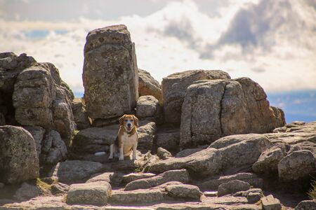 Dog in the mountain looking frontの写真素材