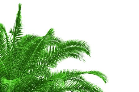 palm tree leaves on white backgroundの写真素材