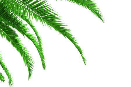 palm tree leaves isolated on whiteの写真素材