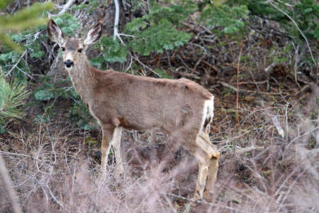 beautiful deer in wild forestの写真素材