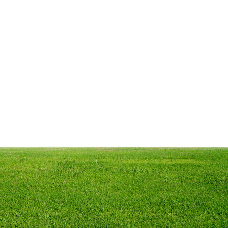 fresh green grass and blank backgroundの写真素材