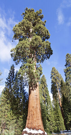 beautiful big sequoia in sun rayesの写真素材