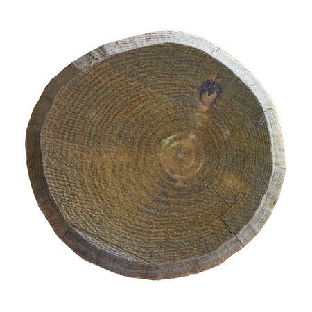 cross section of tree trunk on a white backgroundの写真素材