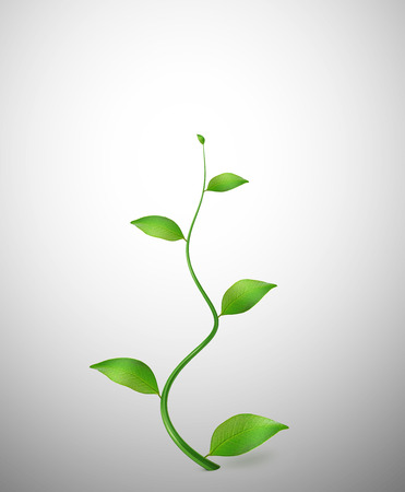 green sprout on a white backgroundの写真素材