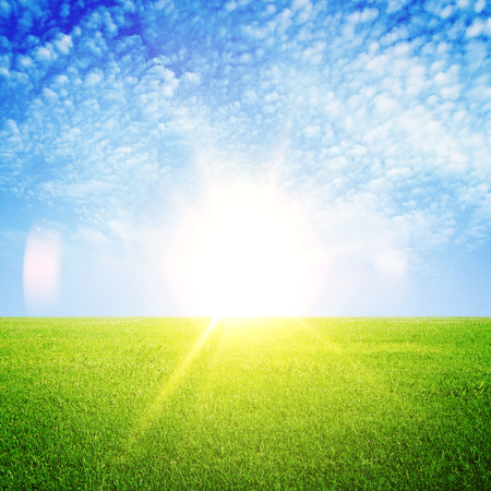 fresh green grass and blue skyの写真素材