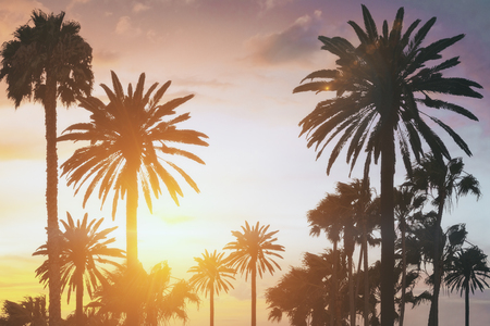 heaven concept with summer sunset and palm trees. 3d renderingの写真素材