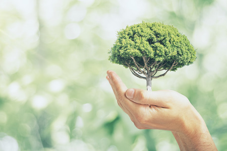 Male hand holding tree on blurry green outdoor bokeh background. Eco friendly concept