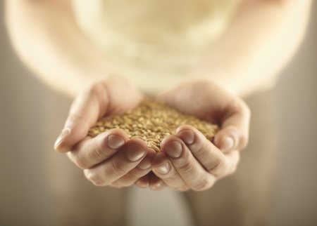 Wheat grains in the male hands. Harvest conceptの写真素材
