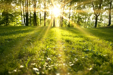 Sunlight in the green forest, spring time Sunlight in the green forest, spring time