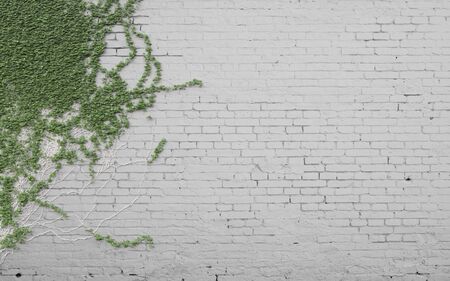 green ivy on brick wallの写真素材