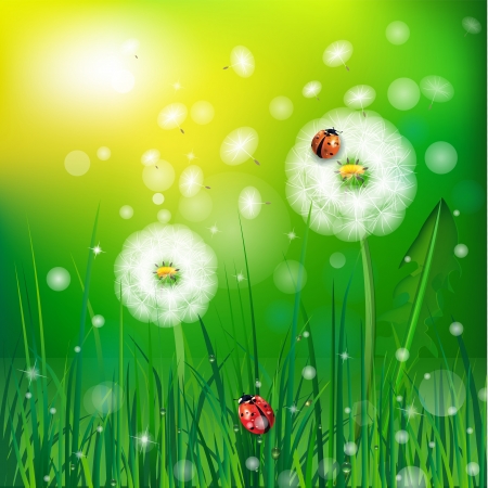Background with green grass and ladybugの写真素材