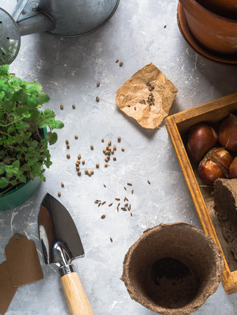 Various seeds of herbs, bulbs, garden tools and pots on a gray table. Garden concept. Top viewの写真素材