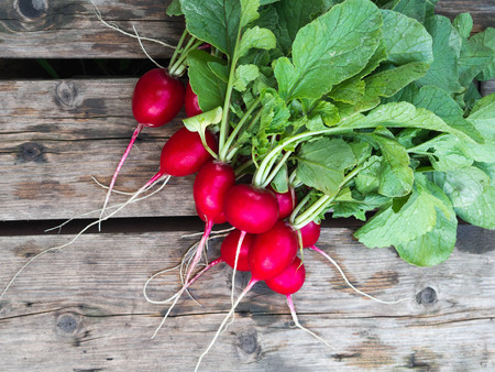 Freshly harvested, purple colorful radish on the wooden table. Growing radish.