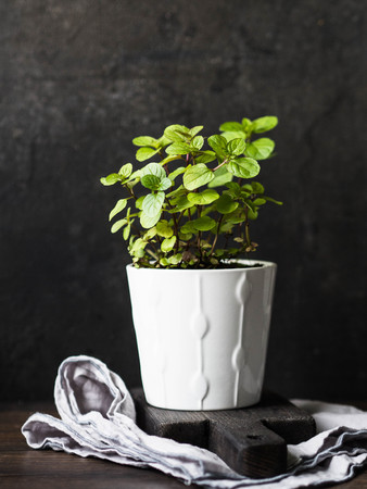 A small mint bush in a white ceramic potの写真素材