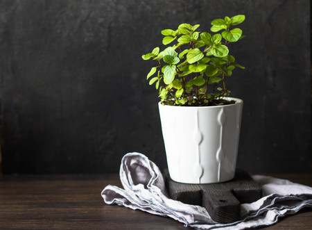 A small mint bush in a white ceramic potの写真素材