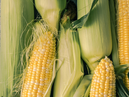 Fresh peeled cob and clad corn background. Top viewの写真素材