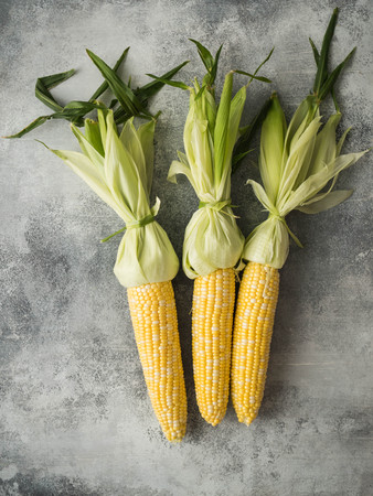 Three cobs of fresh, yellow, peeled corn with knotted leaves on a gray backgroundの写真素材