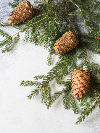 Branch of green spruce and cones on a gray background. Top view. Copy spaceの写真素材