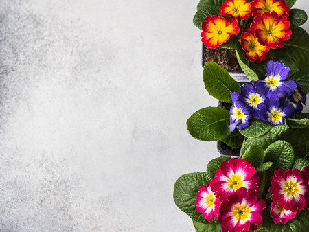 Multicolored primroses in pot on a gray background. Garden concept. Top view.の写真素材
