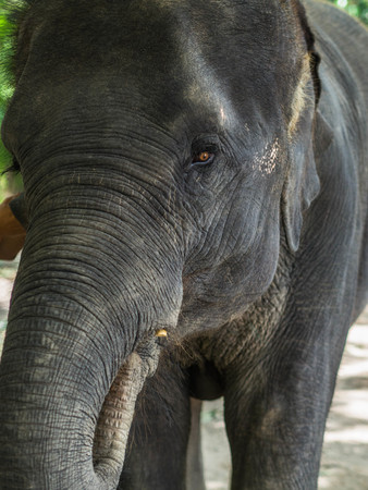 Portrait of a young asian elephant puts food by the trunk in his mouthの写真素材