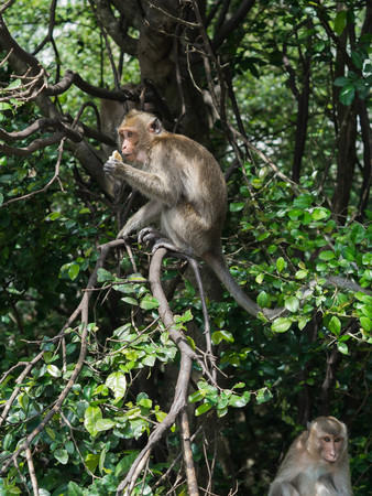 Wild monkey on a tree branchの写真素材