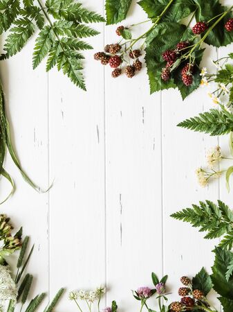 Botanical frame of blackberry, chamomile, linden flower, clover on woodの写真素材