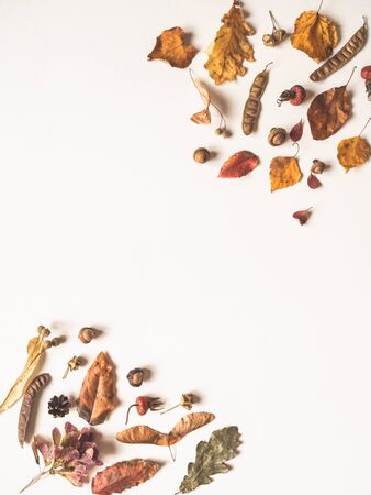 Acorns and various seeds and leafs of wild trees isolated on white background and open space for text. Botany background.の写真素材