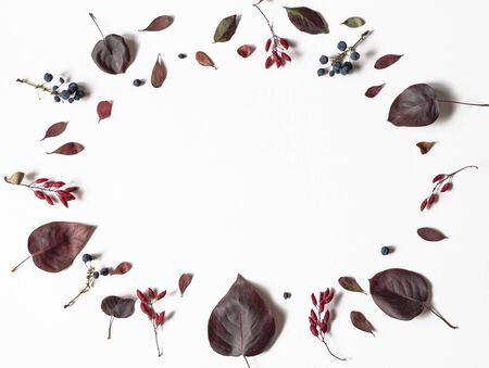 Various Berries and leafs of wild trees frame isolated on white background and open space for text. Botany background.の写真素材
