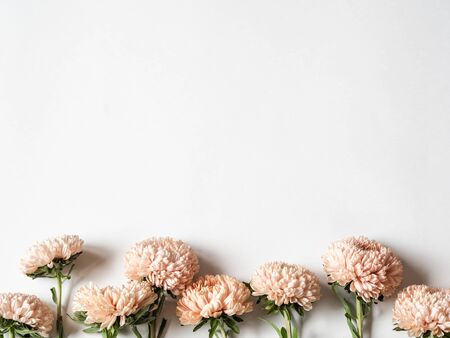 Botanical floral border of autumn seasonal flowers - peach asters on a white background. Top view.の写真素材