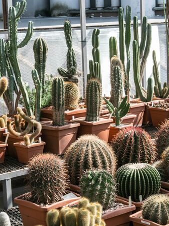 Large collection of ca?tuses. Different types of cacti and succulentsの写真素材