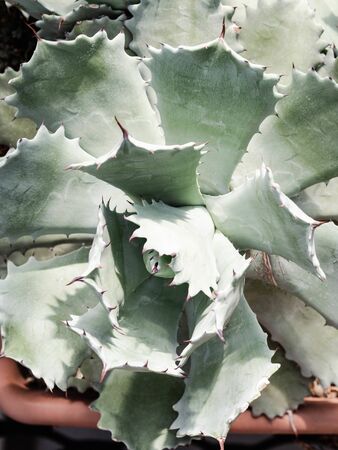 A Botanical background. Light green succulent background. Natural background Cactus or succulent plantの写真素材